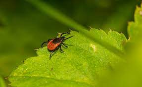 Why treating Lyme only as an infection doesn't work, and what actually does.