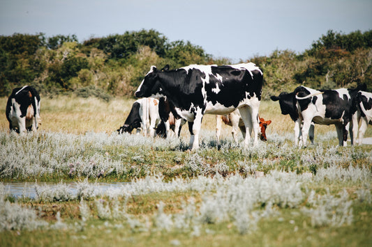 Raw Milk #1: The Incredible Superfood
