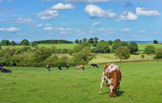 How Sustainable is Your Health?