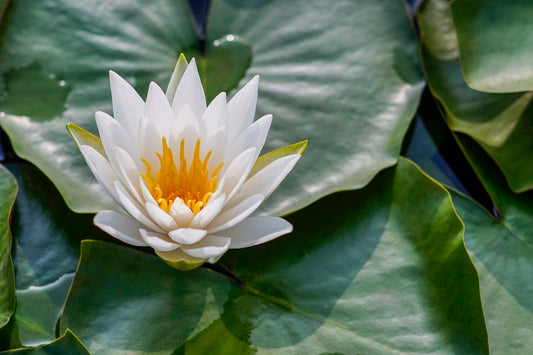 Discovering a Naturally Connected Life