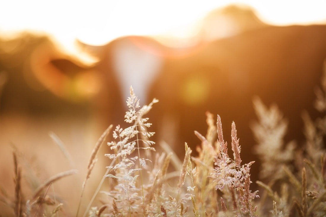 Fortified Milk, Gluten Intolerance and Autoimmune