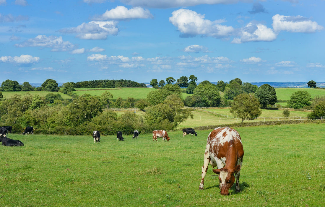 How Sustainable is Your Health?