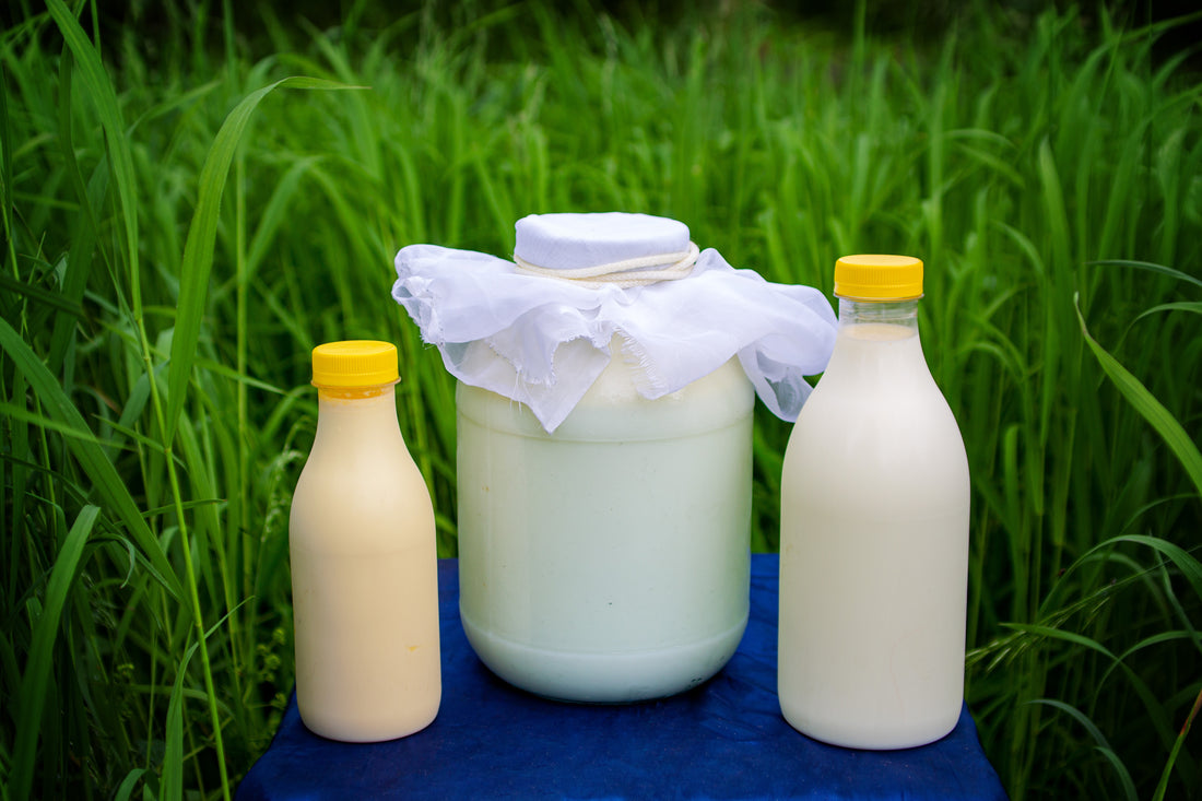 Raw Milk #2: Raw vs. Pasteurized